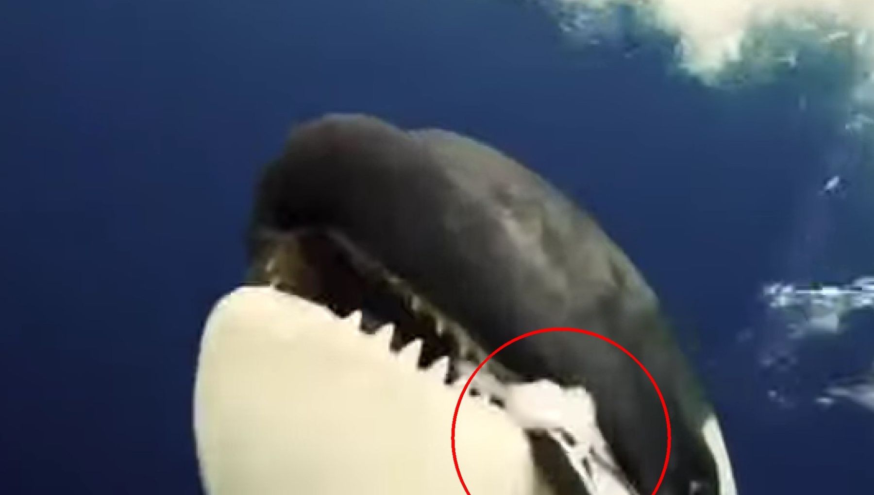 シャチの食べ物と驚愕の捕食戦略！サメの肝臓から巨大鯨まで狙う真相