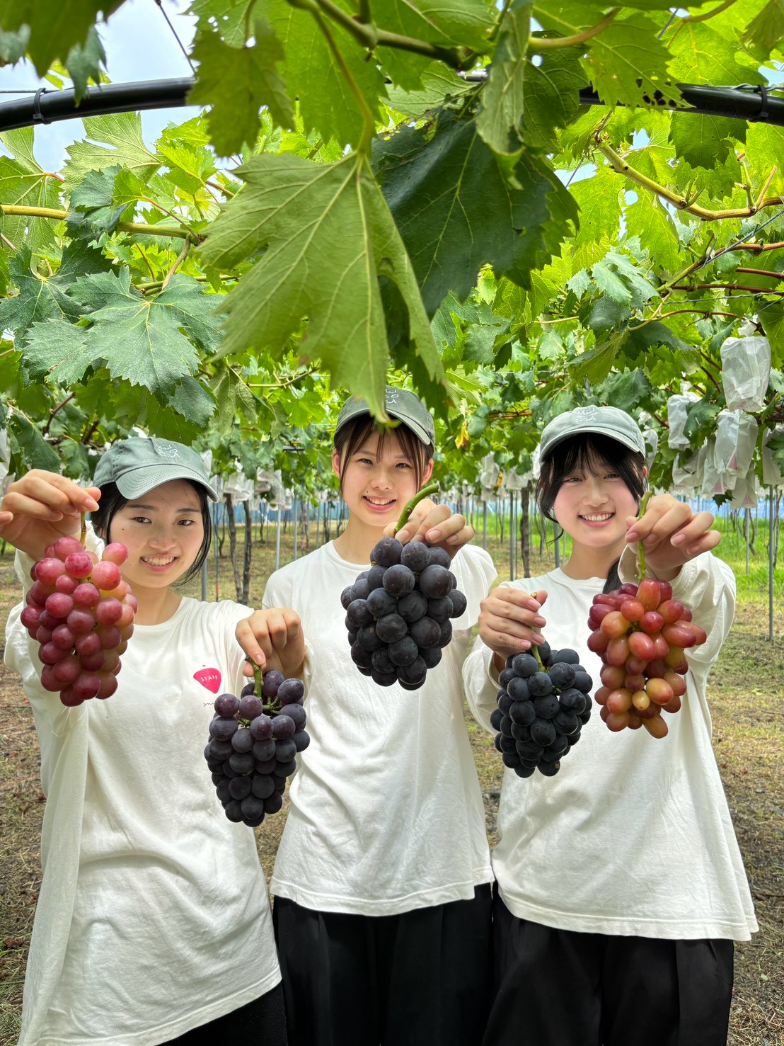 岐阜のぶどう狩り2026徹底比較！失敗しない農園選びと穴場