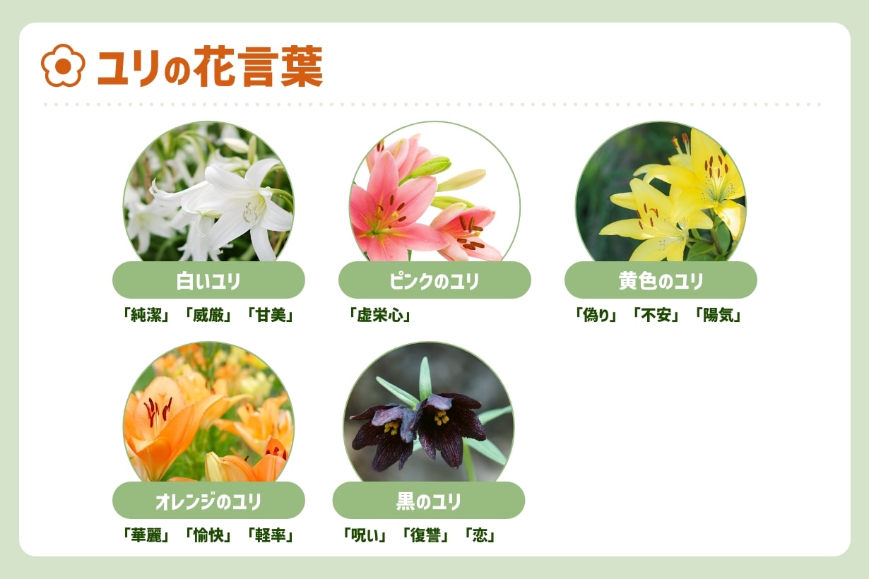 百合の花言葉に潜む怖い裏の意味とは？色別の真相とギフトの注意点