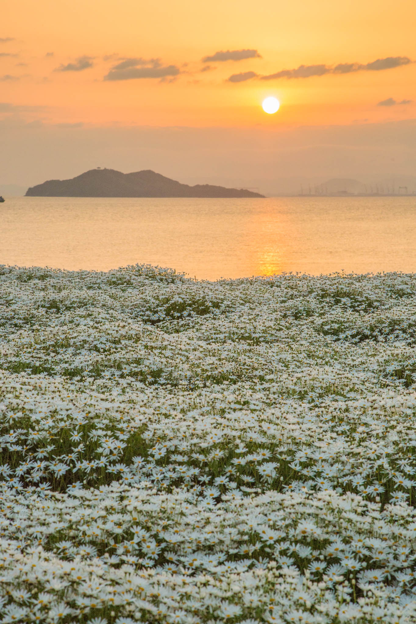 フラワーパーク浦島2026予約と見頃は？絶景マーガレット完全攻略