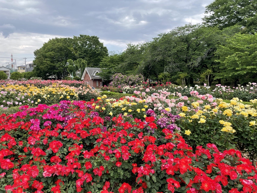 埼玉のバラ園おすすめ名所と見頃2026！伊奈町や与野公園の開花真相
