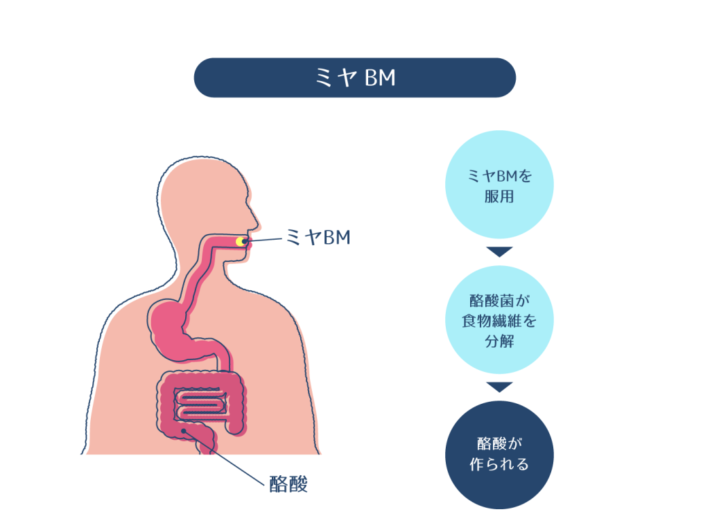 ミヤBm錠の効果と処方の真相｜酪酸菌の実力と違いを徹底解説