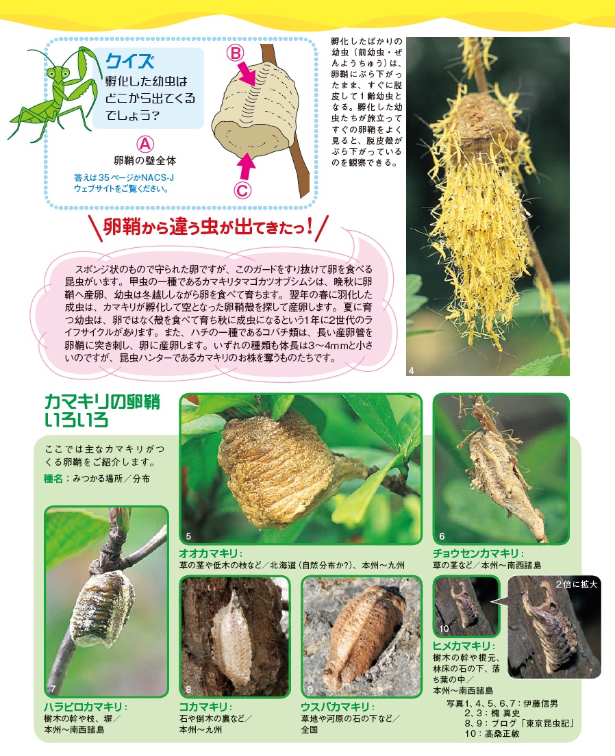 カマキリの卵を室内放置して大惨事？孵化時期・匹数と正しい育て方