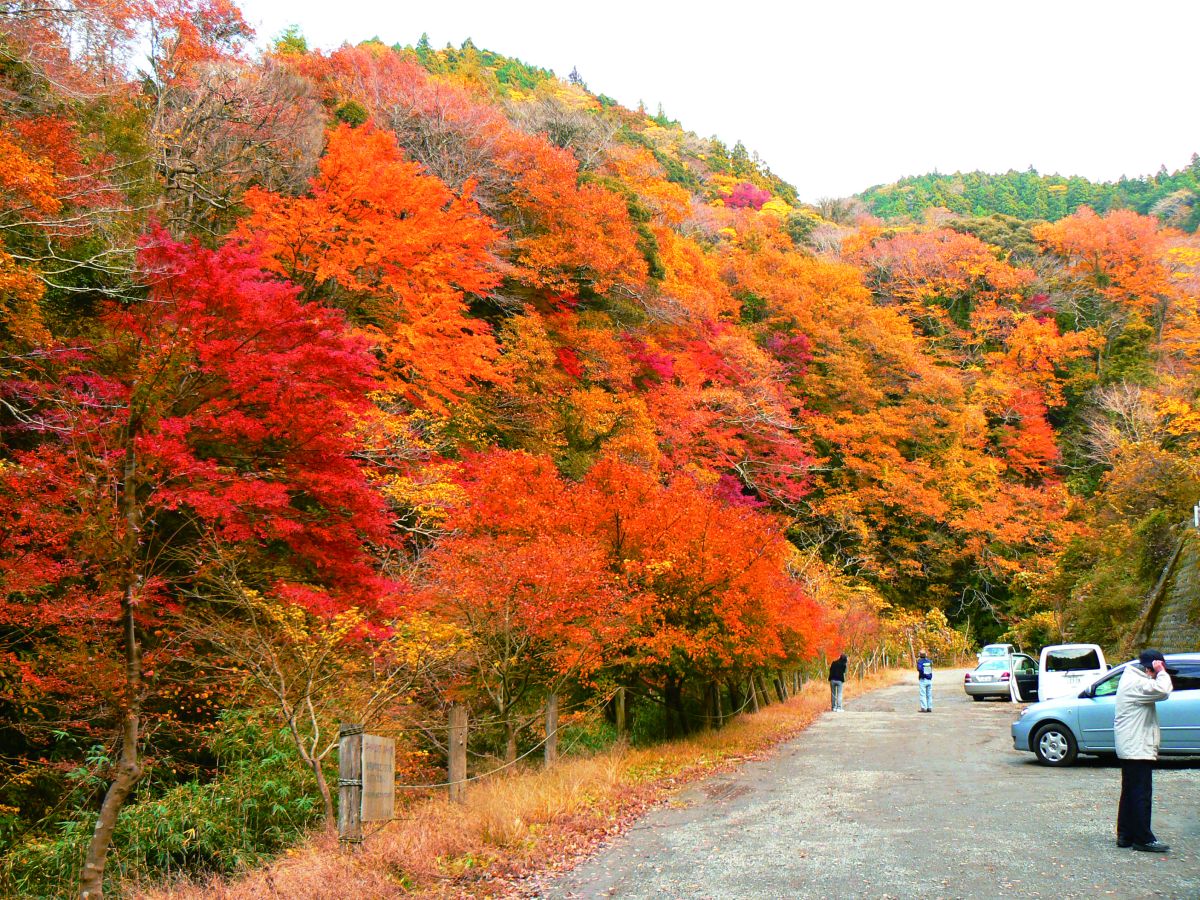 養老渓谷の紅葉2026見頃はいつ？混雑回避と駐車場裏ワザ徹底解説