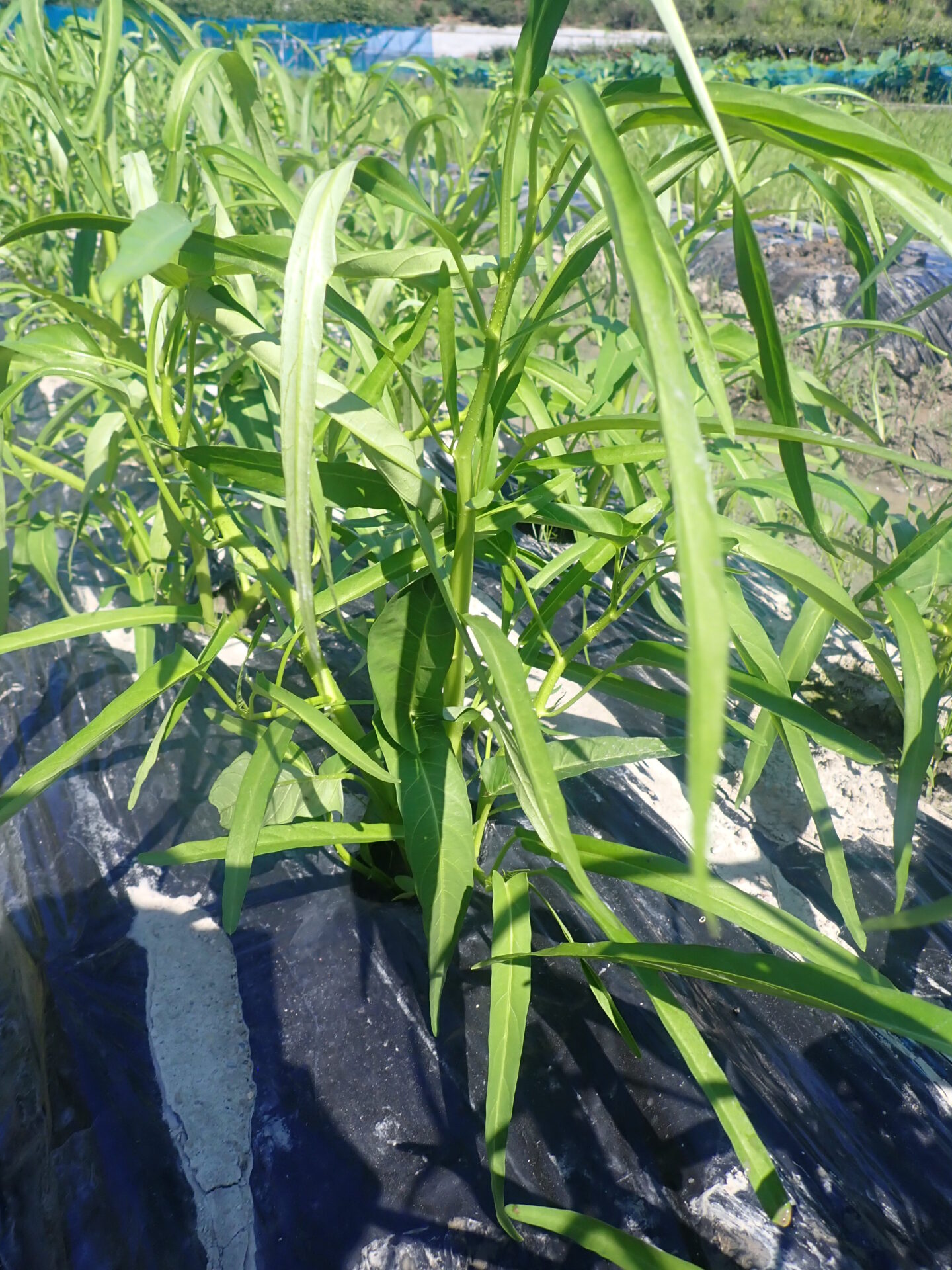 空芯菜の育て方決定版！プランターで無限収穫を実現するプロの極意