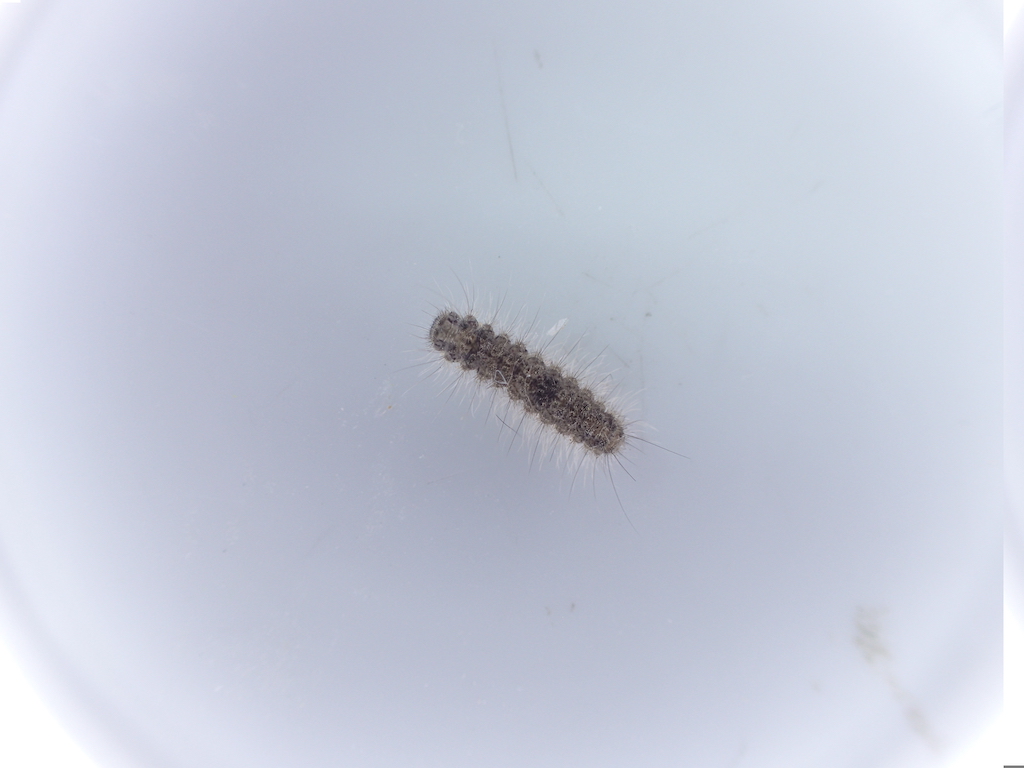 家に出る黒い小さい芋虫の正体は？危険性と2026年最新の駆除対策