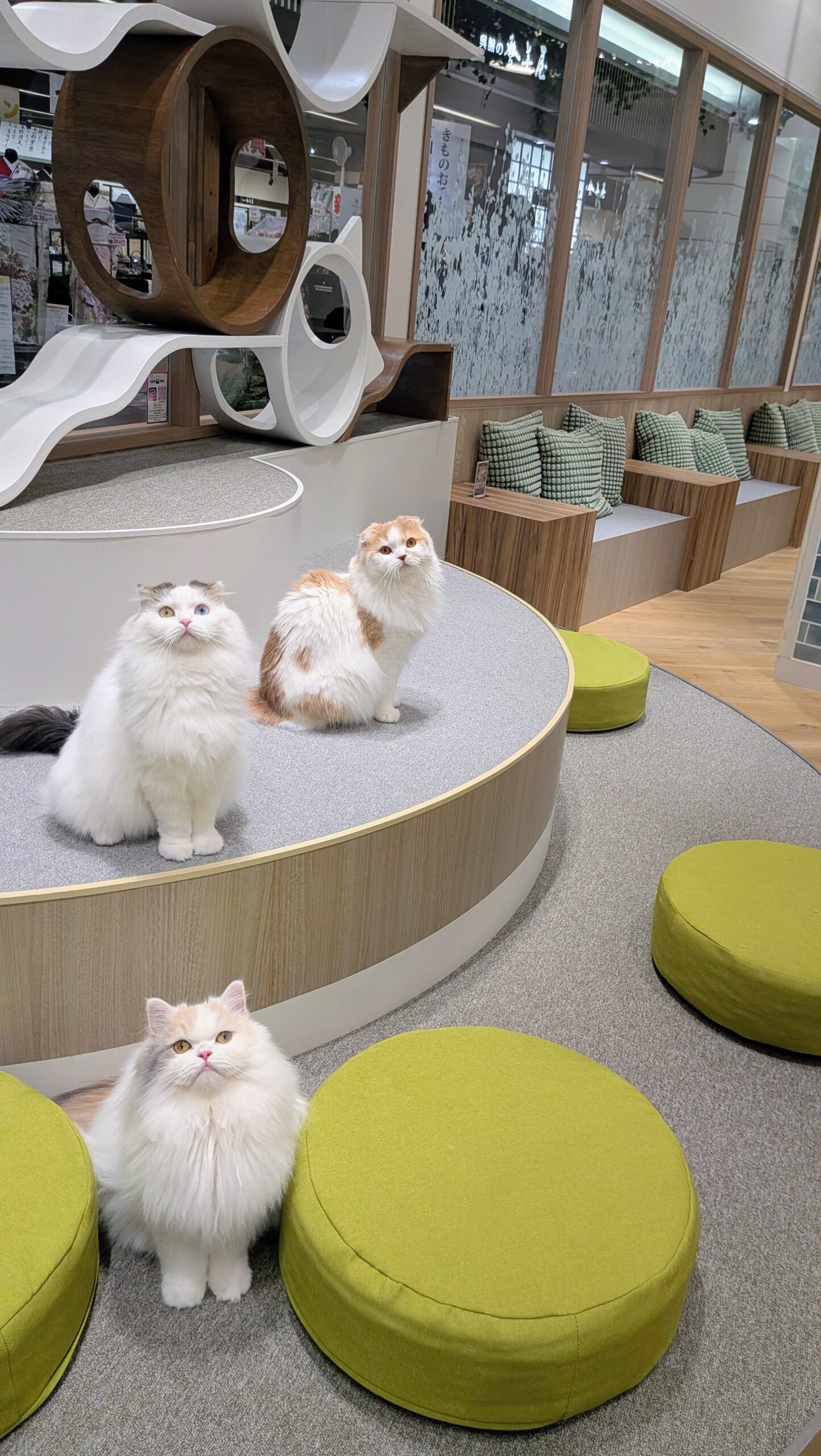 盛岡の猫カフェおすすめ比較！抱っこできる？もりねこ評判と料金の真相
