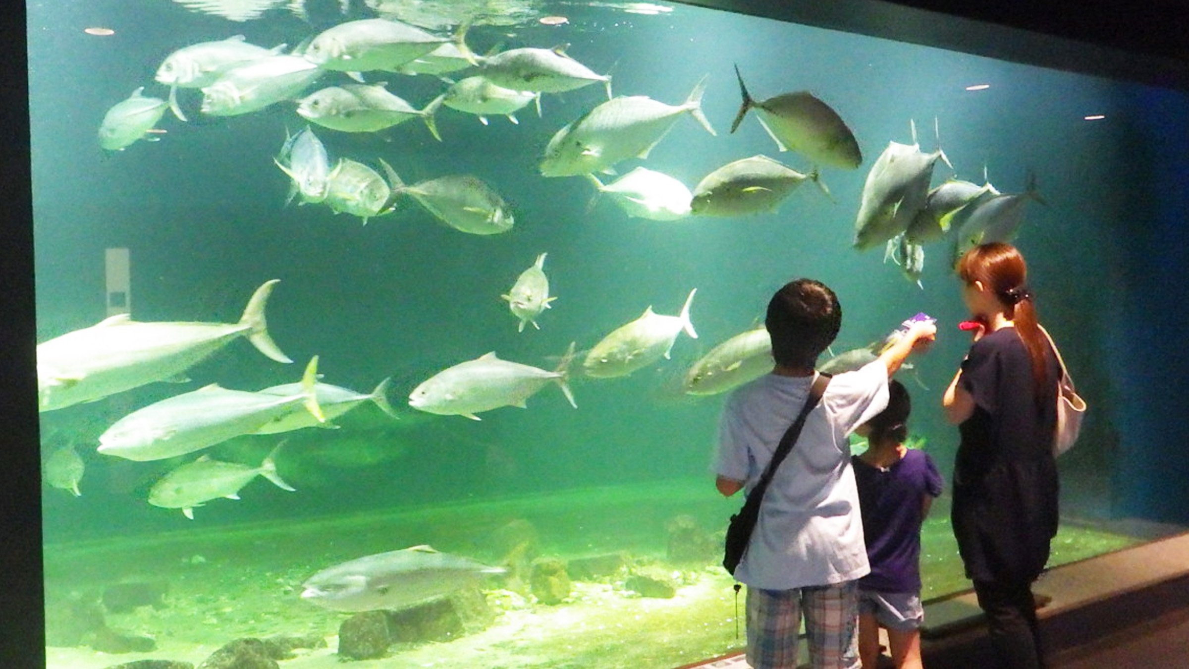 京大白浜水族館の魅力徹底解剖！無脊椎動物特化の理由と見どころ