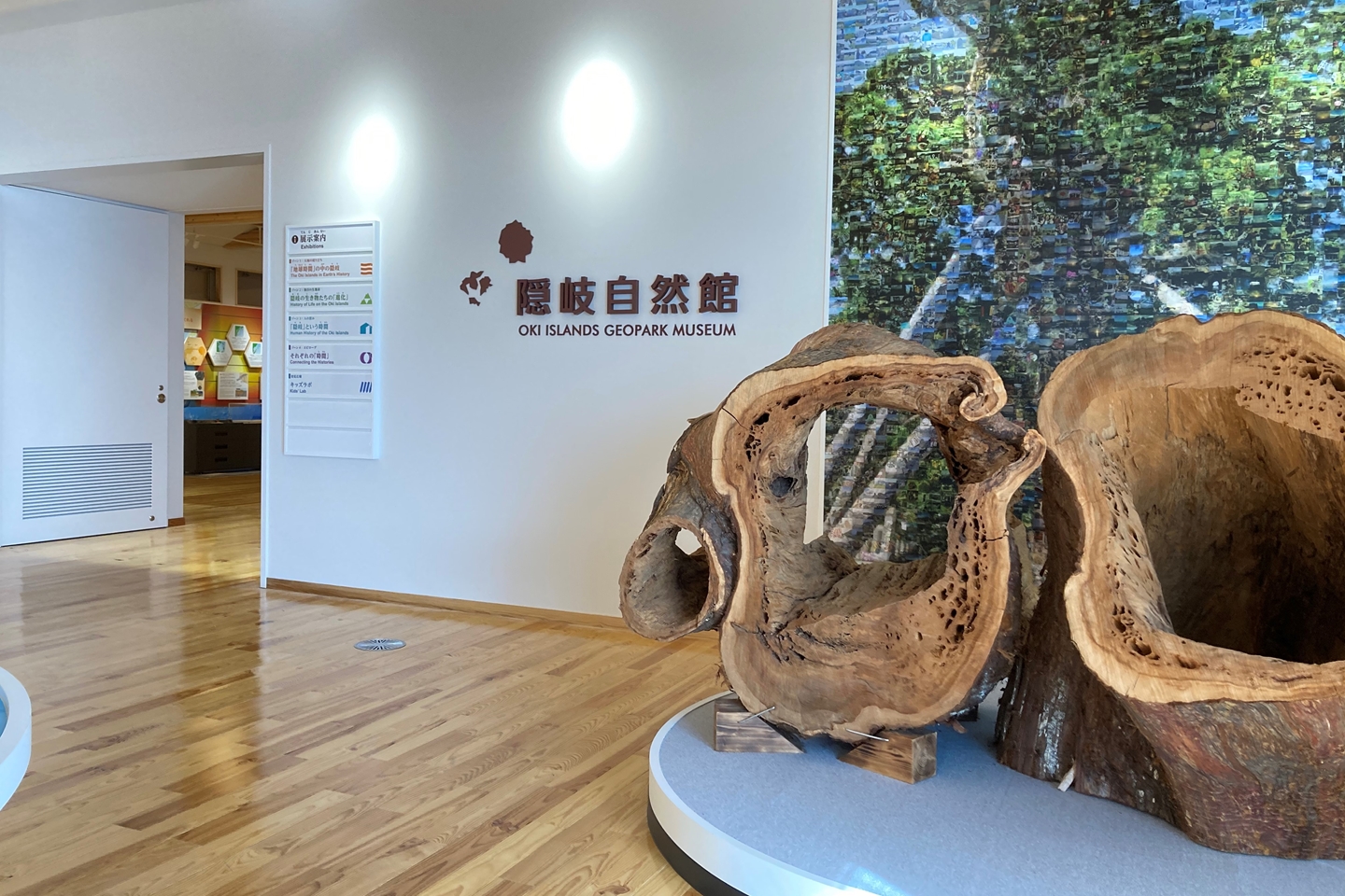 隠岐自然館の見どころ完全解説！ダイオウイカとジオパークの全貌
