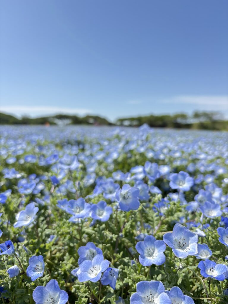 南知多・観光農園花ひろばの魅力とは？見頃や混雑の真相を徹底取材