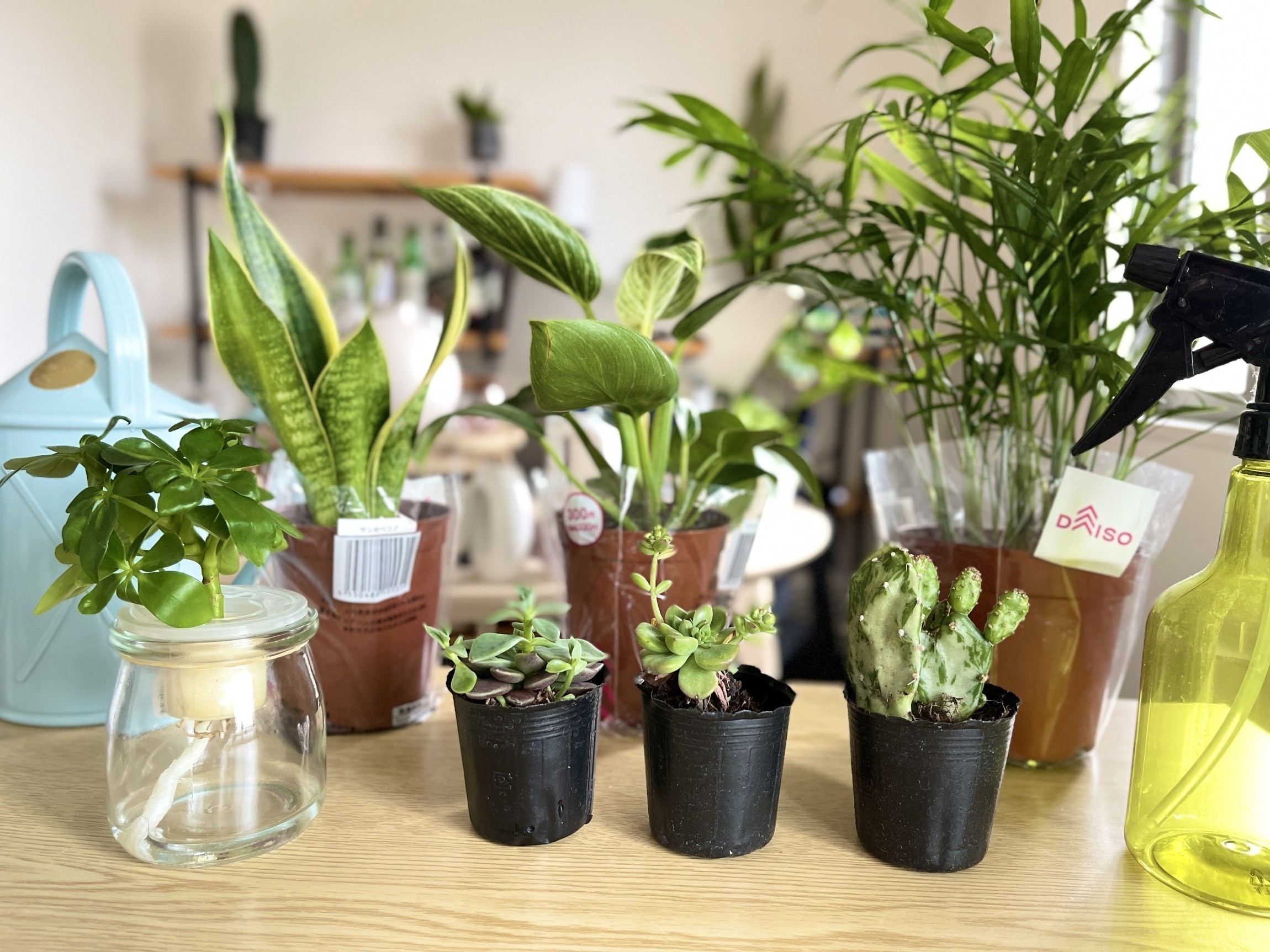 【2026最新】ダイソー観葉植物にレア品種？枯らさない育て方を徹底解説