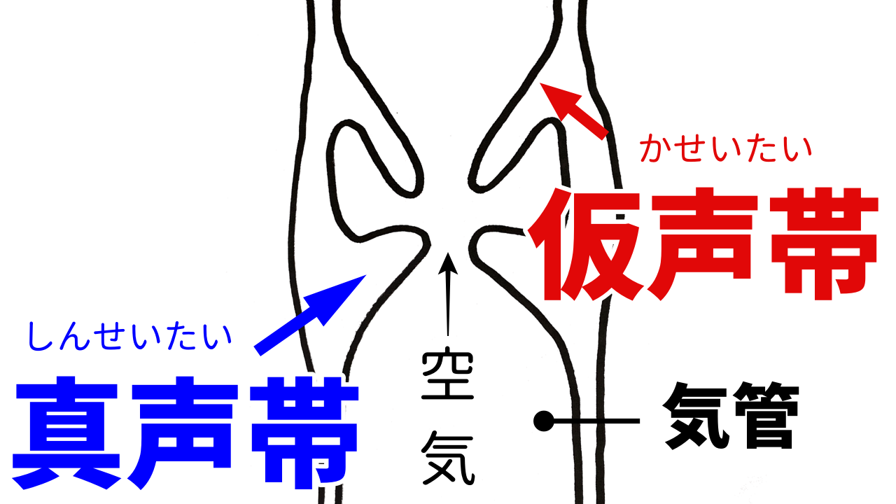 がなり声で喉が痛い原因は？仮声帯を操る出し方と練習法を徹底解説