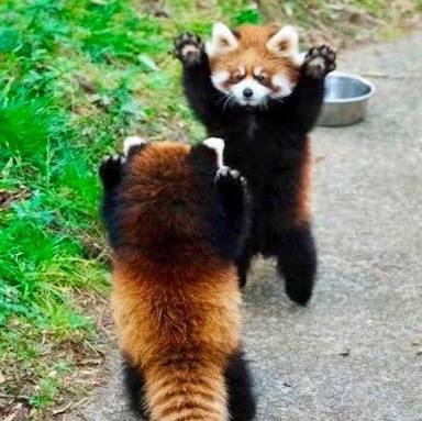 【話題】 動物 威嚇 かわいい 衝撃の最新ニュース #800