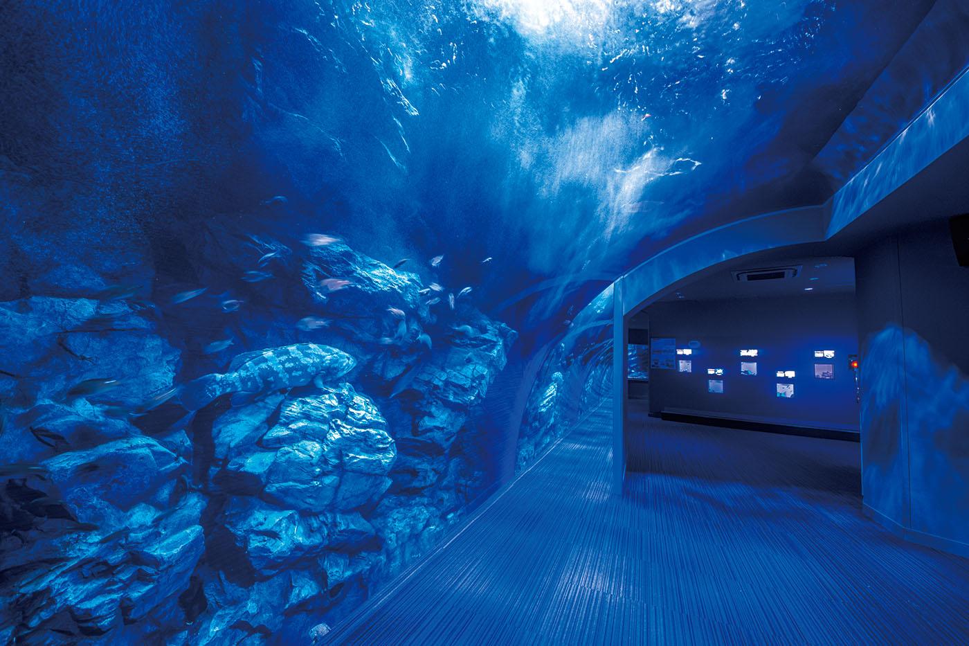 海の中道水族館2026最新攻略｜料金割引とイルカショーの真相