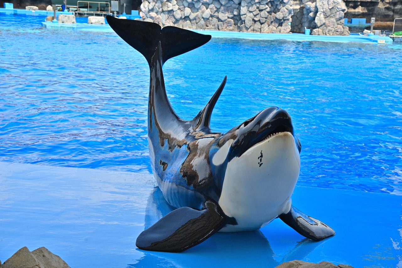 名古屋港水族館のシャチ現在何頭？家系図と公開トレーニングの全貌