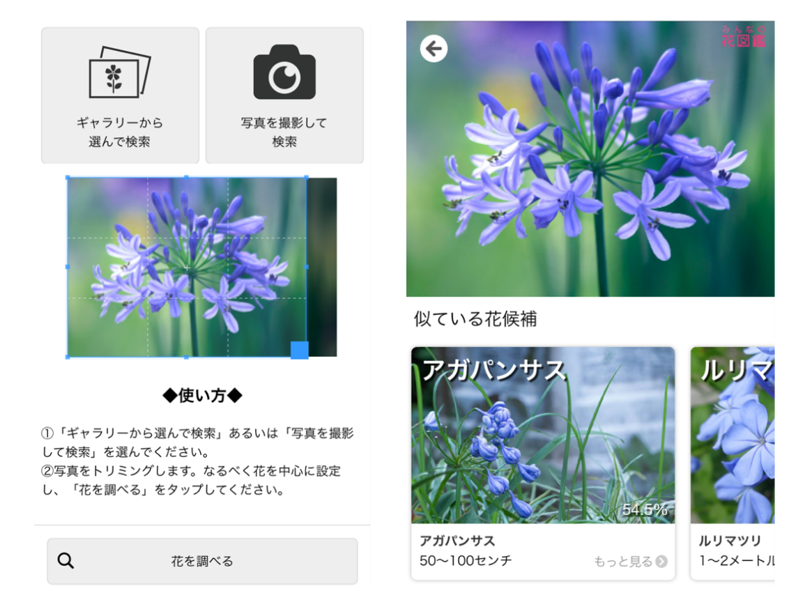 写真1枚で花の名前が秒でわかる！無料アプリ完全ガイド
