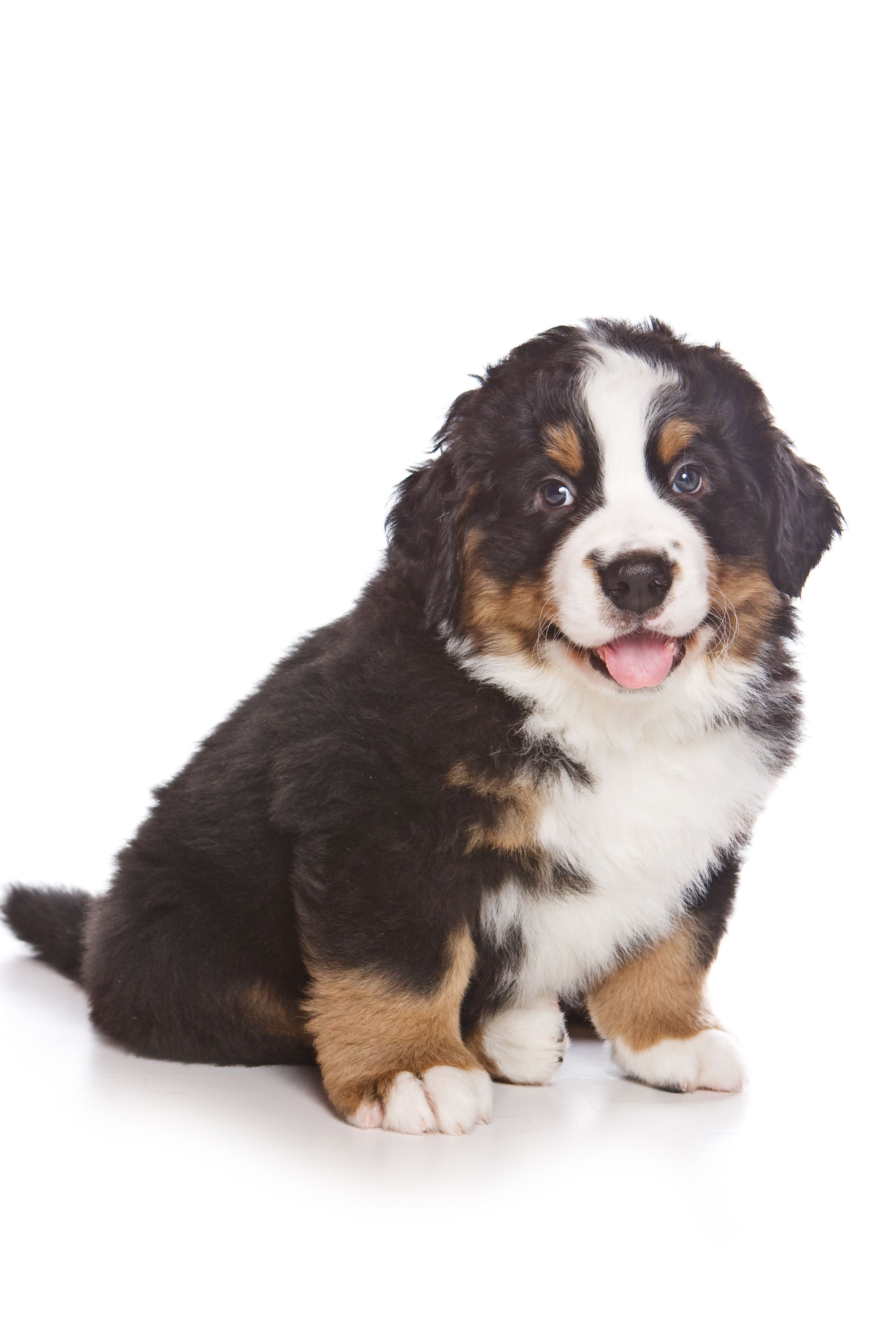 バーニーズマウンテンドッグの寿命が短い理由と後悔しない飼育全書