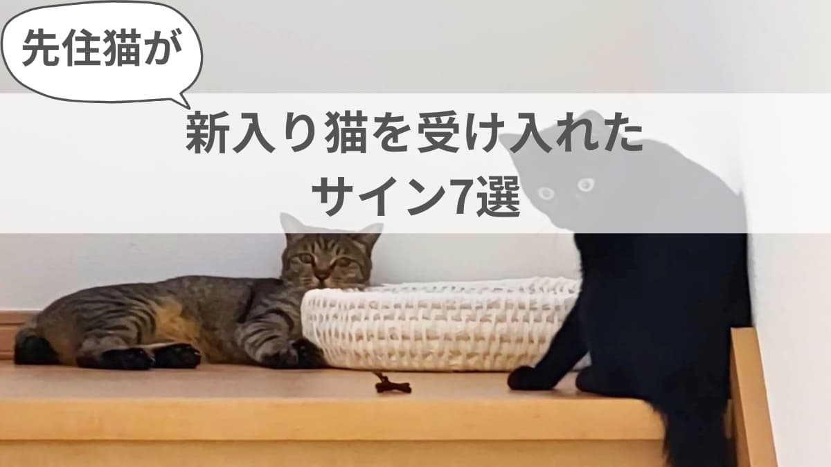 先住猫が受け入れたサインとは？威嚇が消える期間と同居成功の決定打