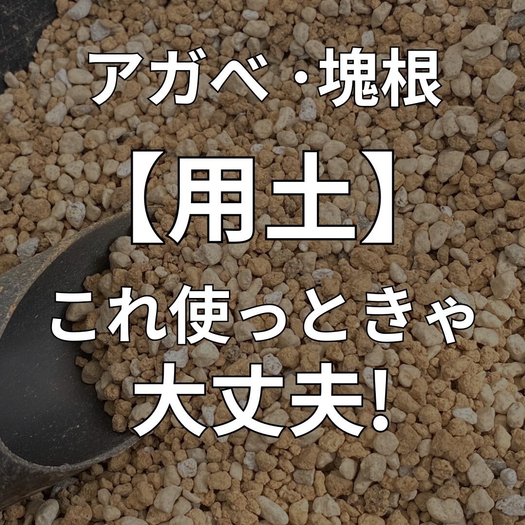 アガベの土配合黄金比｜チタノタを締めて育てる2026年最新プロ用土
