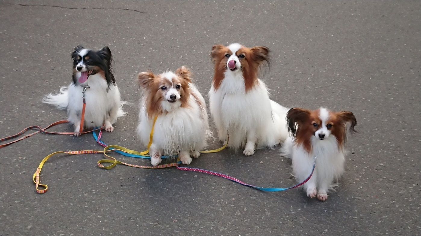チワワやトイプードルが警察犬に？小型犬が選ばれる理由と驚きの現場力