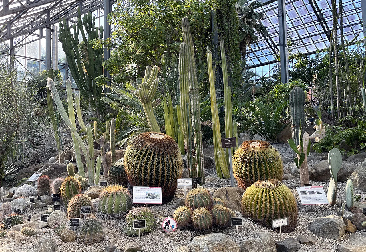筑波実験植物園を徹底解剖！巨花開花や混雑・2026年最新の見どころ