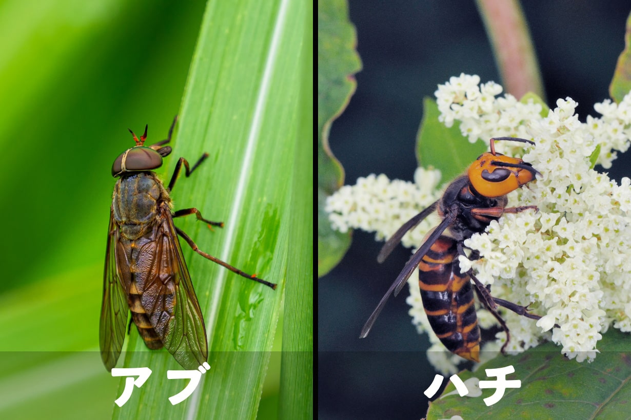 アブとハチの決定的な違いとは？見分け方・毒性と刺された時の正しい対処法