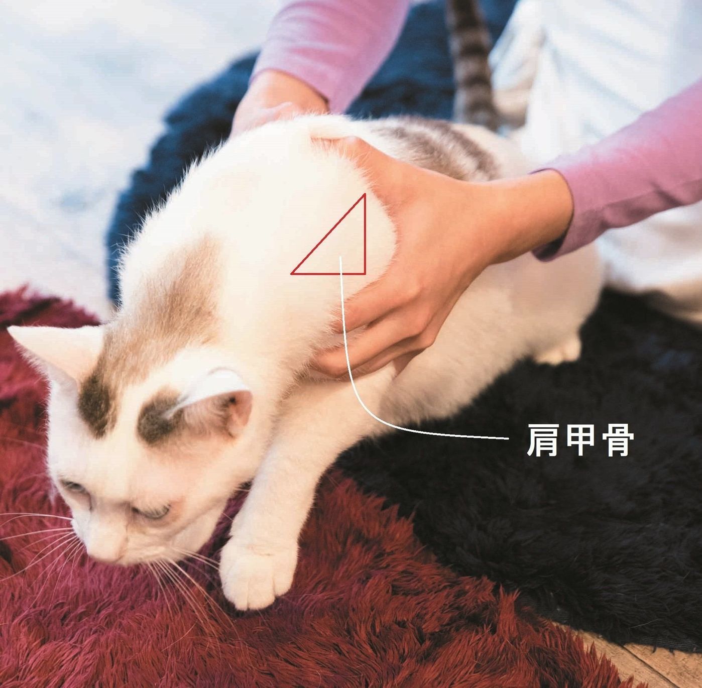 愛猫が暴れる理由は脇持ち？獣医師推奨の正しい抱っこの仕方とコツ