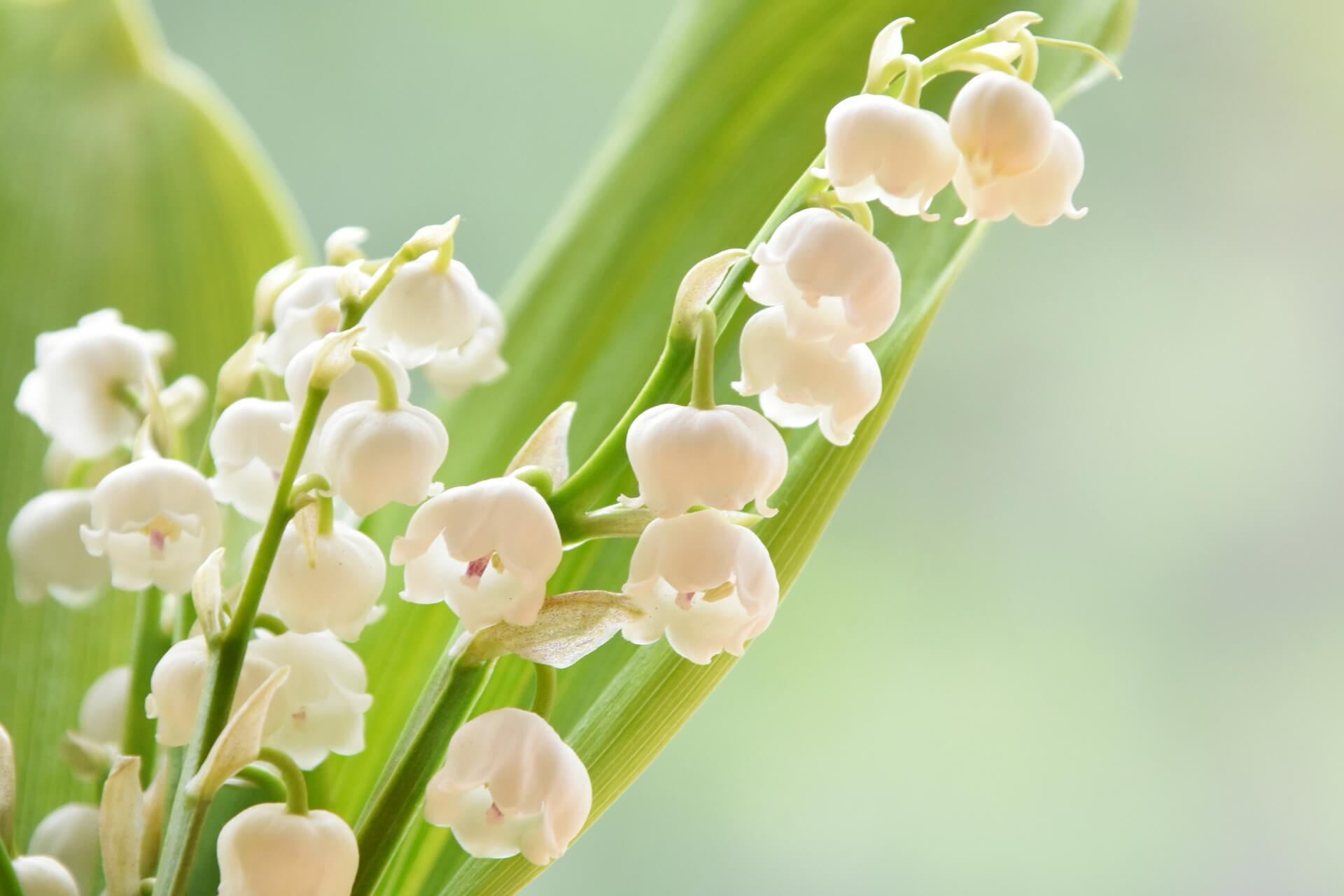 5月の誕生花と花言葉一覧｜スズランやバラの裏の意味とギフトの真相