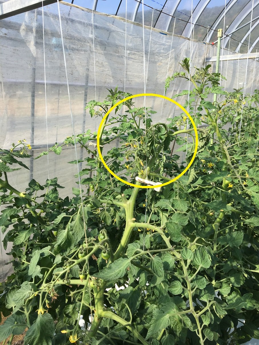 昨日まで元気なトマトが突然しおれる謎｜青枯病の根絶と最新防除対策