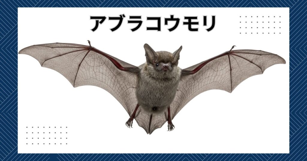 コウモリが嫌いな音の正体とは？超音波の真実と2026年最新の撃退法