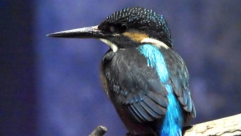 【画像あり】 アクア マリン いな わしろ カワセミ 水族館 最新ニュース速報 2026 #685