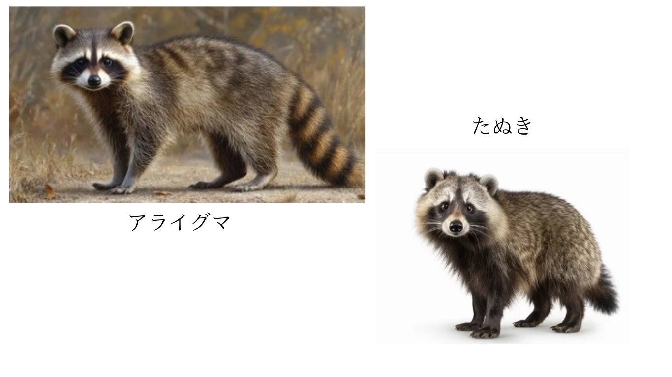 アライグマとタヌキの違いは？見分け方・生態・危険性を徹底比較