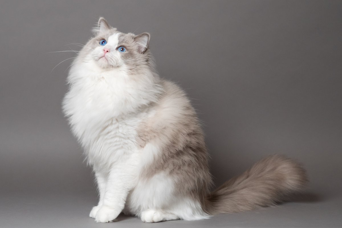 【2026最新】長毛種猫の人気ランキングと後悔しない飼育・お手入れ術
