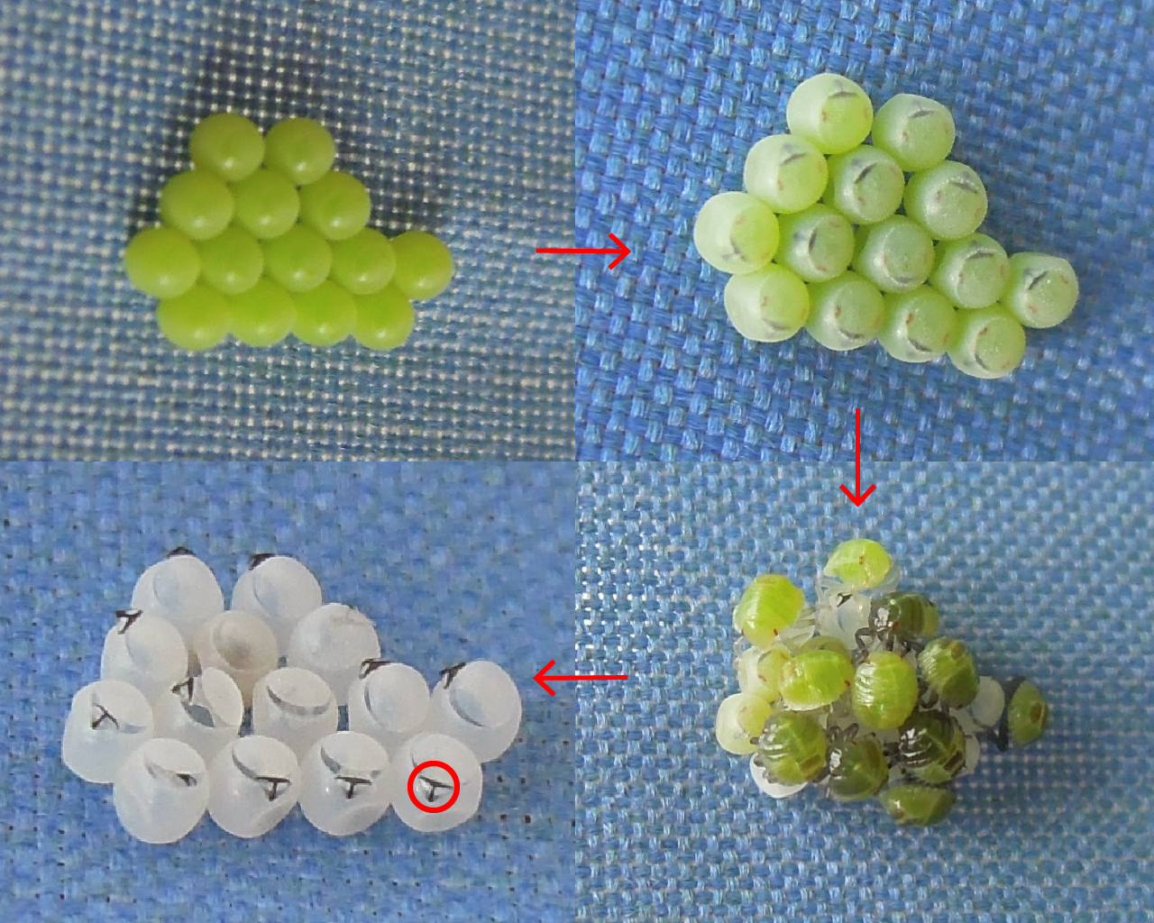 洗濯物の丸い粒はカメムシの卵？潰してはいけない理由と安全駆除法
