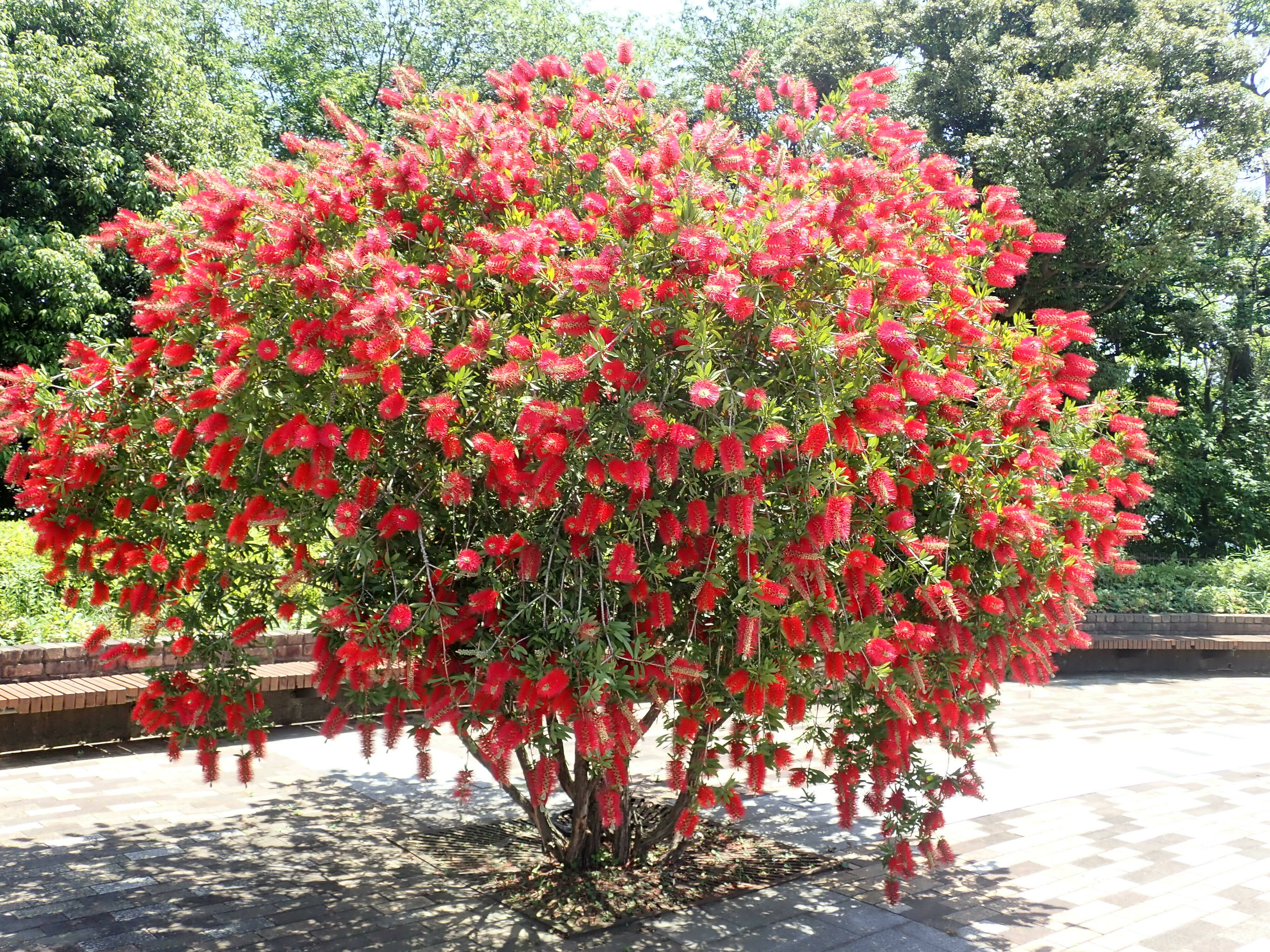 ブラシの木を庭に植えて後悔？失敗の真相と正しい剪定・育て方