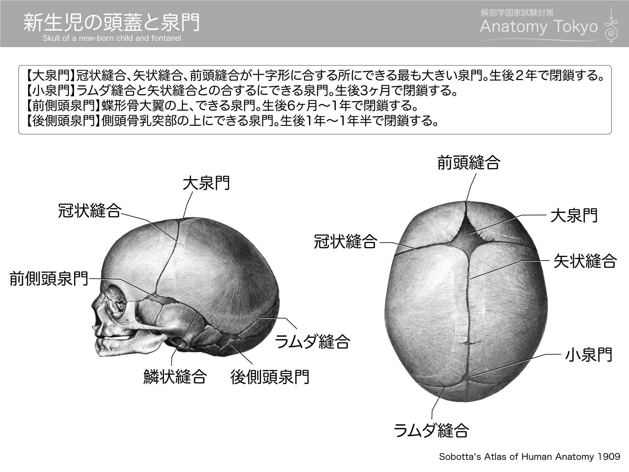 赤ちゃんの大泉門が動く真相｜凹みや腫れの危険サインと閉じる時期を解説