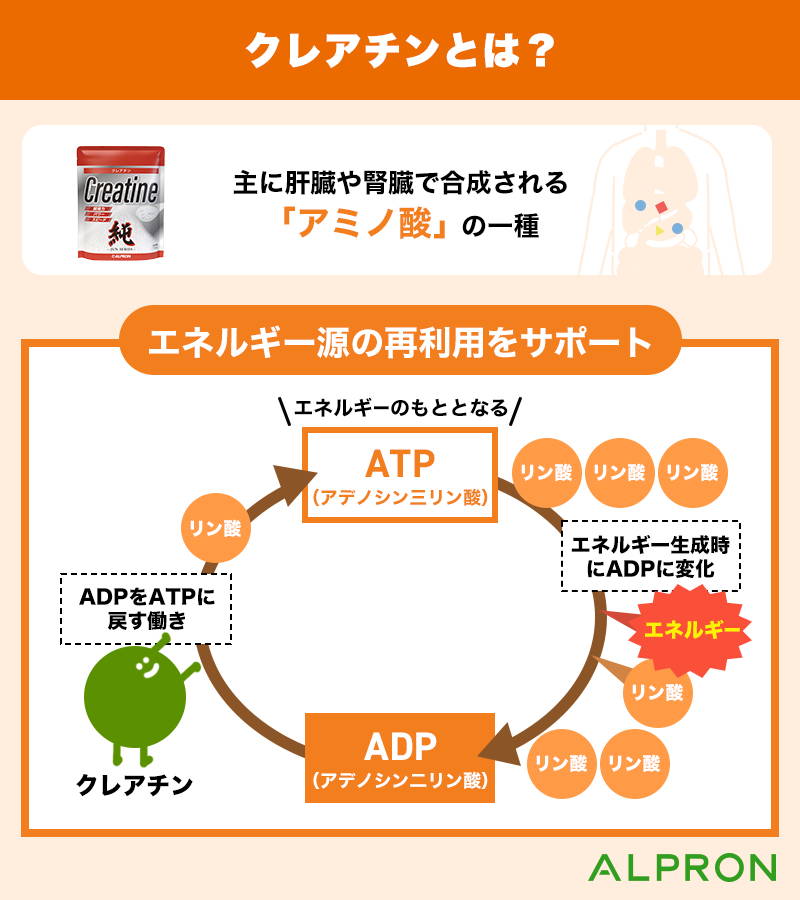 クレアチンはいつ飲む？筋トレ後や食後が推奨される理由と効果的な飲み方