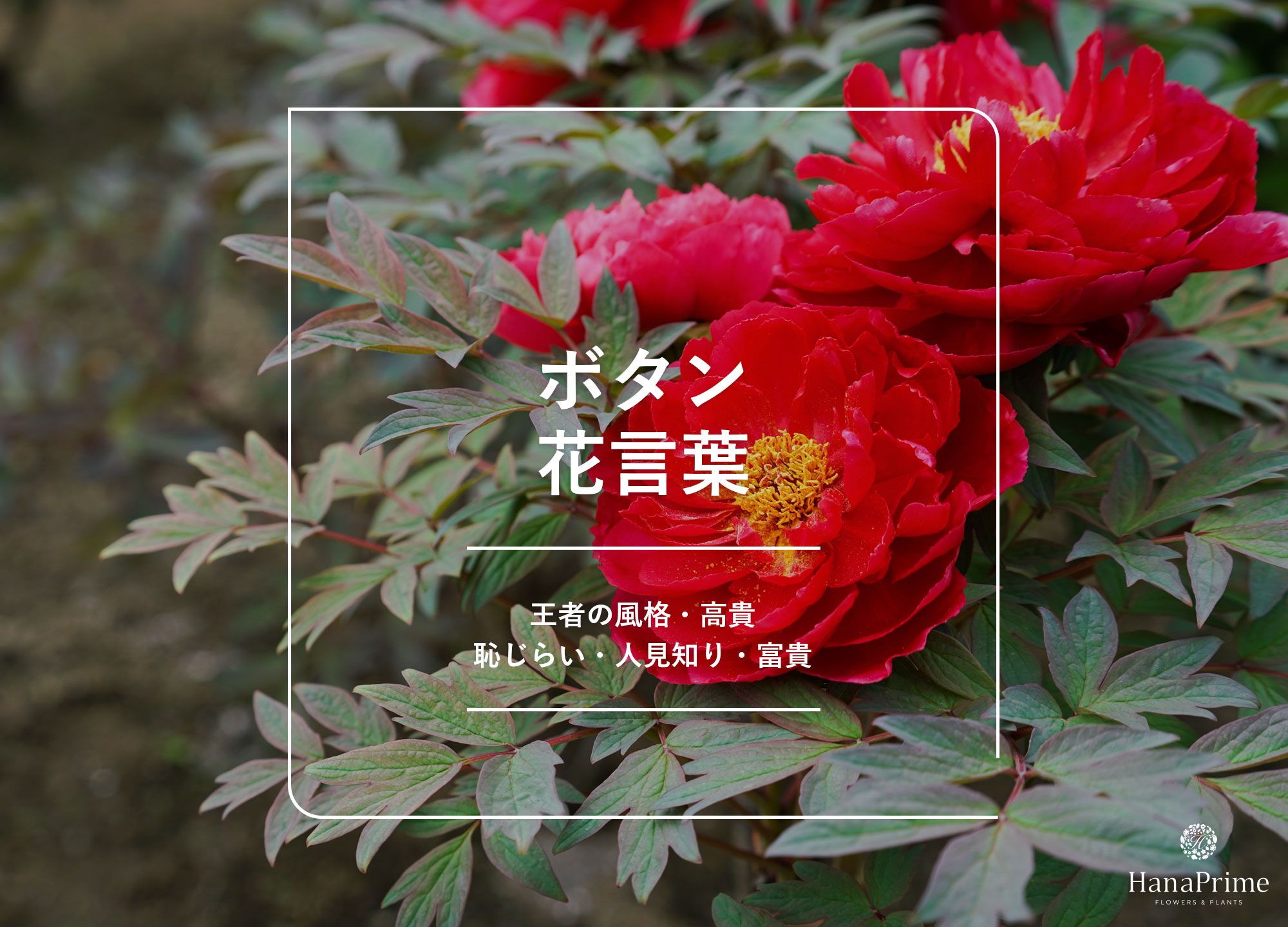 牡丹の花言葉は怖い？王者の風格に潜む裏の意味とギフトの注意点