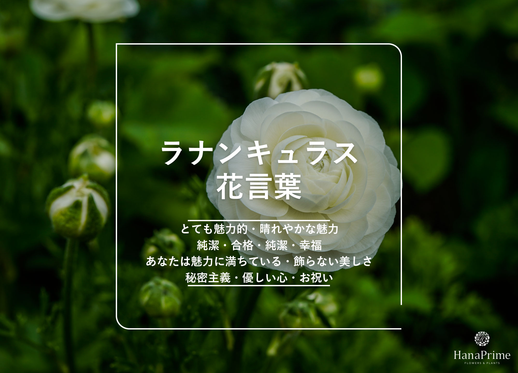 ラナンキュラスの花言葉に怖い意味はある？色別・本数の意味と贈る注意点