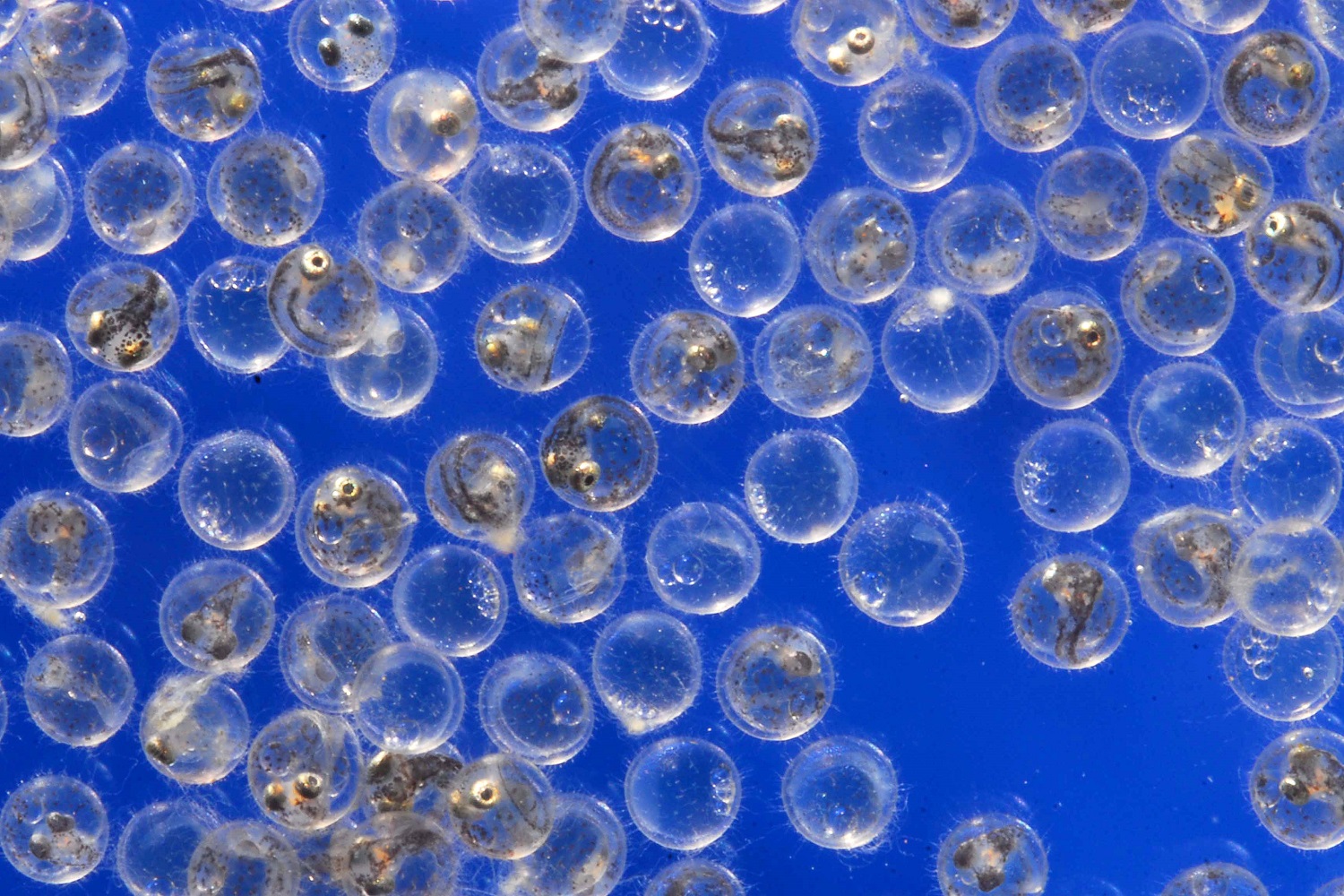 メダカの卵の取り方完全ガイド｜手で潰れない驚きの理由と孵化率向上テク