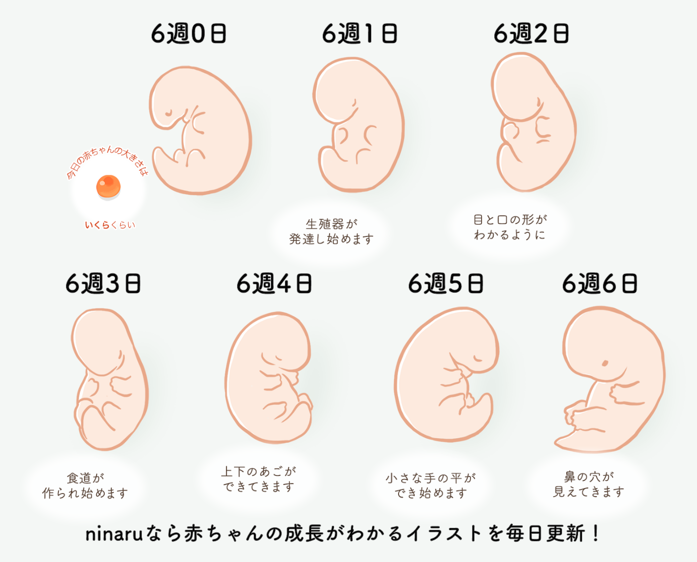 妊娠6週目の心拍確認と胎嚢の壁｜つわり消失や出血の真相を徹底解説