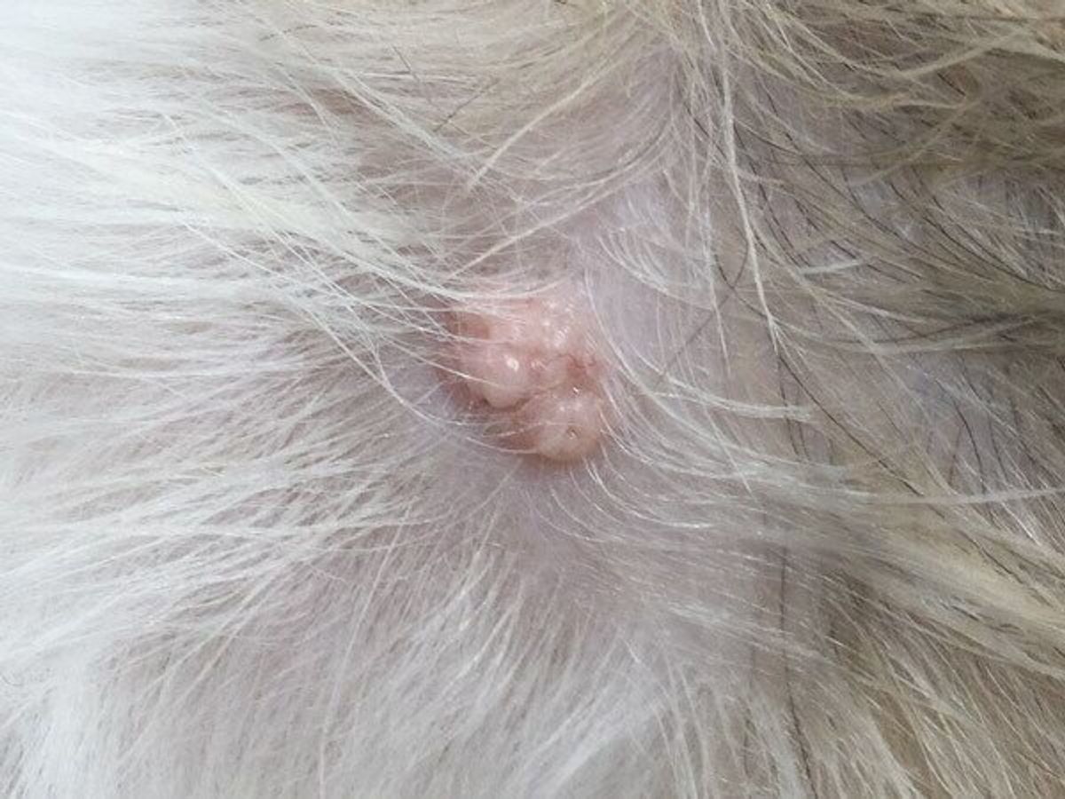 【画像で比較】犬のイボは悪性？見逃せない危険サインと見分け方を徹底解説