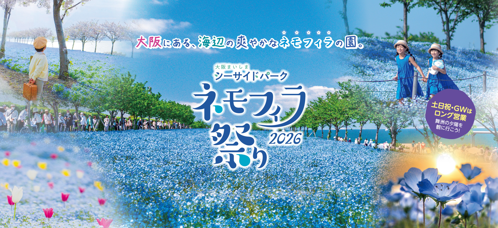 舞洲ネモフィラ祭り2026！見頃・混雑回避の裏ワザと割引攻略