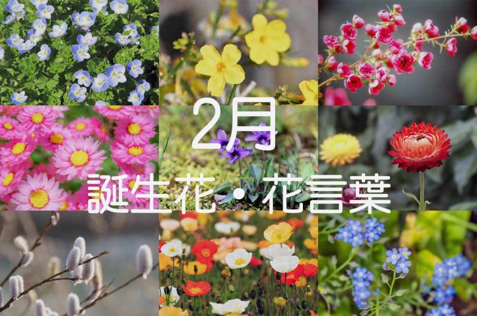 2月9日誕生花と花言葉の真相！怖い意味の噂と喜ばれるギフト術