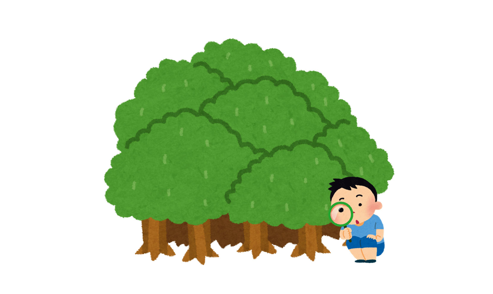 「森を見て木を見ず」は誤用か？木を見て森を見ずとの違いと仕事の罠