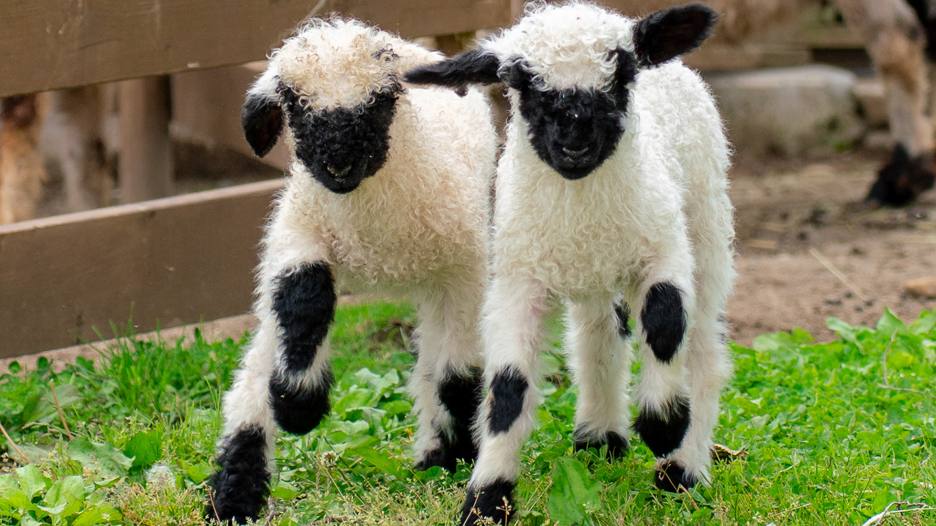 世界一可愛い羊が日本上陸！飼育動物園や値段の真実【2026最新】
