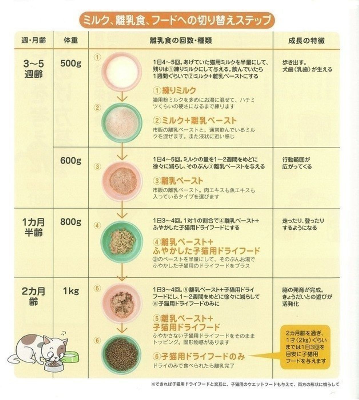 子猫のご飯の量は月齢と体重でどう決まる？失敗しない最新給餌管理術