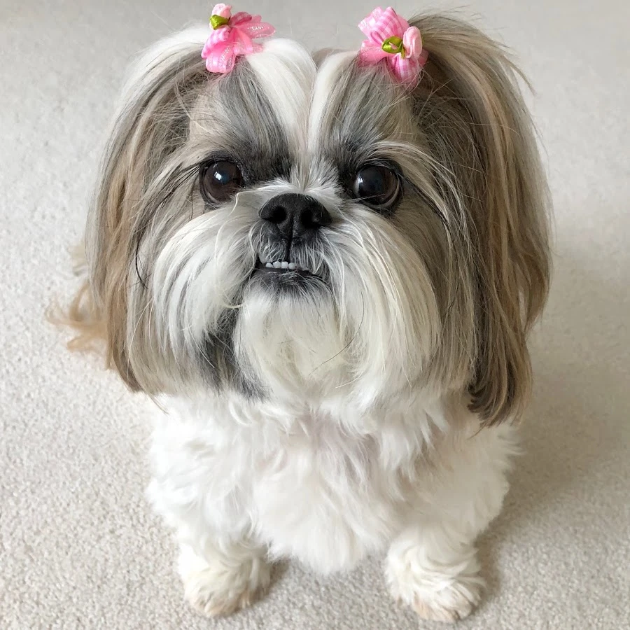 毛が抜けない犬は本当？人気犬種ランキングと飼育前に知るべき注意点
