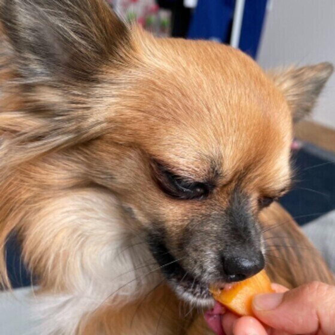 犬は柿を食べられる？危険な部位と適量・干し柿がNgな理由を徹底解説