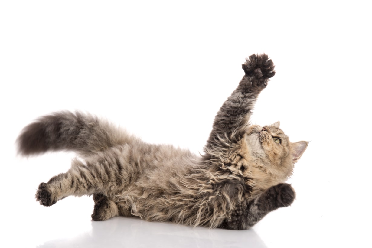 なぜ繰り出す？爆笑必至の猫パンチ画像と驚きの心理・速さを徹底解説